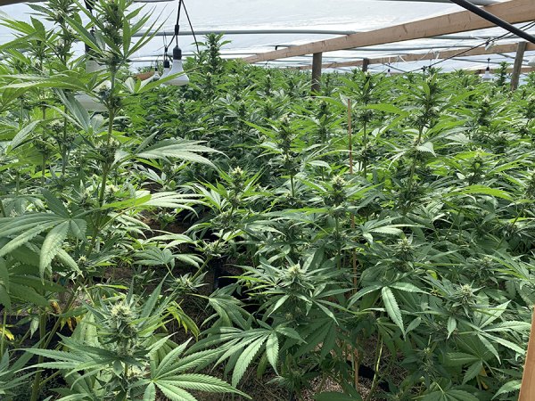 One of the Kings County illegal marijuana grows ultimately eradicated by Kings County law enforcement officials.